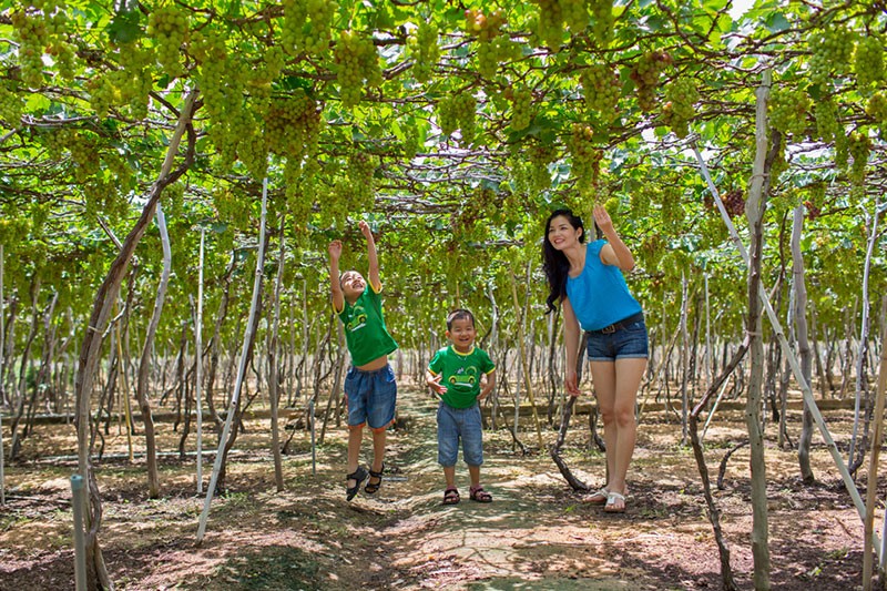 vuon nho ninh thuan